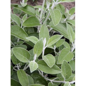Gros plan sur la sauge du Pérou (Salvia discolor) avec des feuilles vertes en pot.