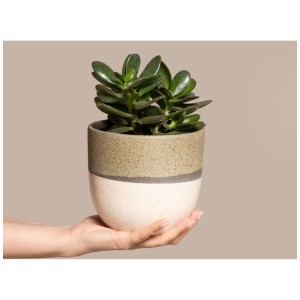 Feey Arbre de Jade (Crassula ovata) en pot, tenu dans une main. Plante verte aux feuilles brillantes.