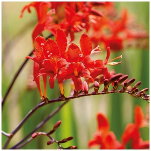 Bulbi di fiori Montbretia Red King rosso brillante di Grow by OBI, ideali per aiuole e vasi.