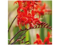 Grow by OBI Montbrétia Red King 15 pcs