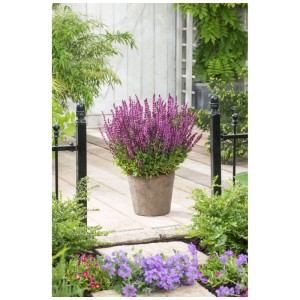 Mix di piante perenni 'Varietà della Natura' in vaso, fiori viola, per balcone, terrazza o giardino.