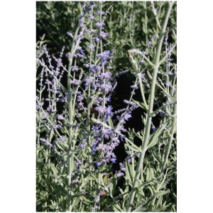 Salvia russa 'Little Spire' in contenitore da 4,5 l: spighe di fiori blu-viola e fogliame argenteo.