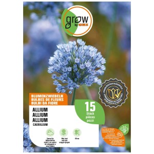 Paquet de bulbes de fleurs d'oignon d'ornement GROW by OBI Caeruleum Blue, fleur d'environ 60 cm de haut.