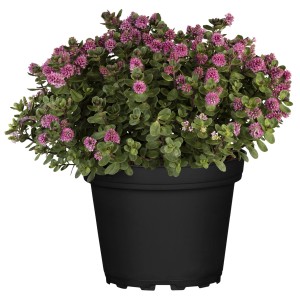 Véronique arbustive Hebe andersonii en pot avec fleurs roses.
