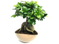 Bonsai in Keramikschale Ficus ginseng Topf Ø 24 cm