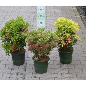 Trois Pieris japonica (bruyères du Japon) de différentes couleurs en pot.
