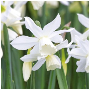 Nahaufnahme der weißen GROW by OBI Narzisse Thalia, eine elegante Frühlingsblume.