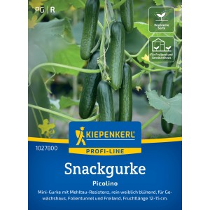 Graines de concombre Kiepenkerl Picolino : Mini concombres vert foncé et côtelés sur la plante.