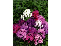Flammenblume Phlox paniculata Topf 2 l