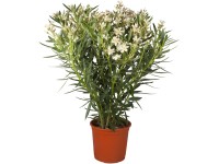 GROW by OBI Oleander Nerium Weiss Topf Ø 20 cm
