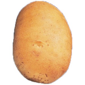 Seme Mauser Patata da semina Agata, a pasta soda, polpa gialla.