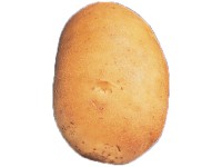 Samen Mauser Saatkartoffel Agata 2,5 kg Samen Mauser Saatkartoffel Agata 2,5 kg