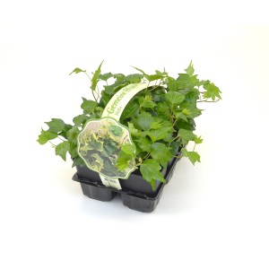 Lierre couvre-sol (Hedera) avec des feuilles vert-blanc et vert-jaune dans un plateau de multiplication.