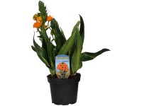 Stern von Bethlehem Ornithogalum dubium Topf Ø 12 cm Stern von Bethlehem Ornithogalum dubium Topf Ø 12 cm