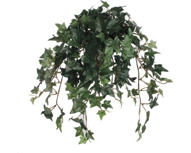 monstera giftig berhrung Monstera Monkey Leaf | 25 cm