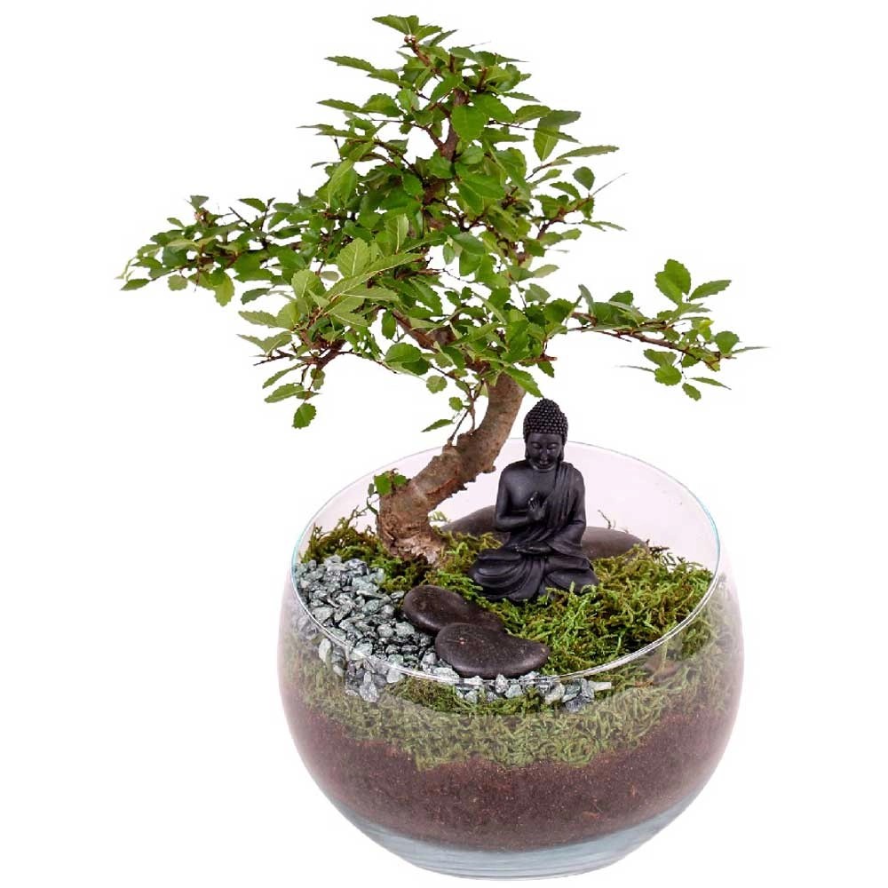 Bonsai mit Buddha in Glastopf Ø 11 cm kaufen bei OBI