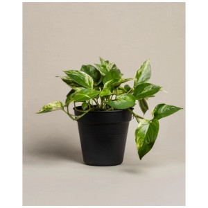 Feey Pothos Marble Queen en pot noir, plante d'intérieur avec des feuilles vertes et blanches.