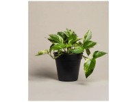 Feey Efeutute Marble Queen Höhe 30 - 50 cm
