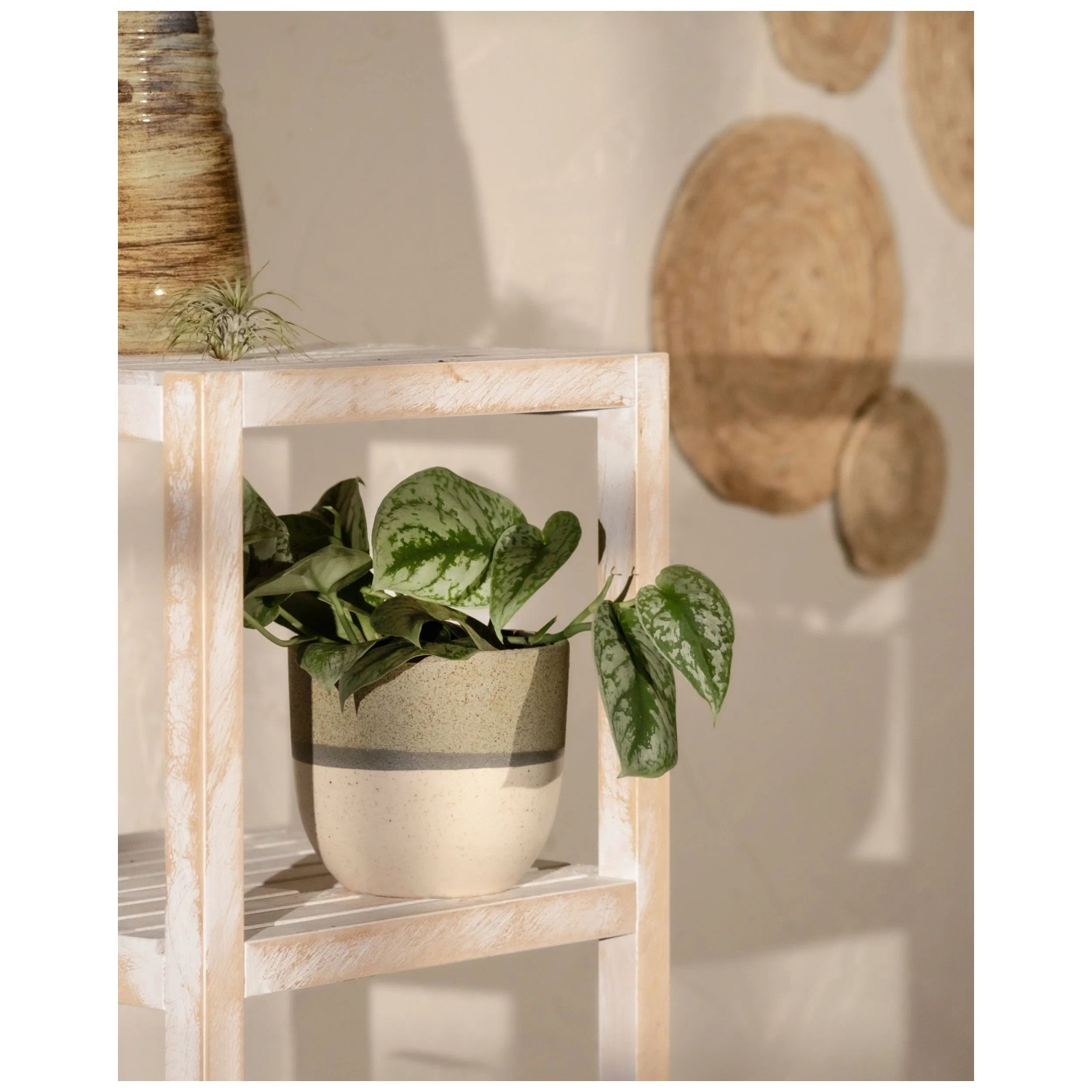 Feey Silbrige Efeutute Scindapsus pictus Trebie Hhe 10 - 20 cm