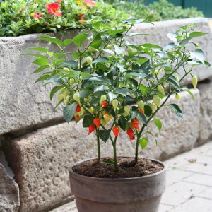 Blu Bio-Tropfen-Chili in vaso (Ø 12cm) con peperoncini rossi, gialli e verdi.