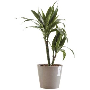 Vaso per piante Ecopots Amsterdam, French Taupe, Ø 50 cm, con pianta verde.