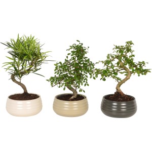 pinus wallichiana bonsai Himalayan Pine (Pinus Wallichiana)