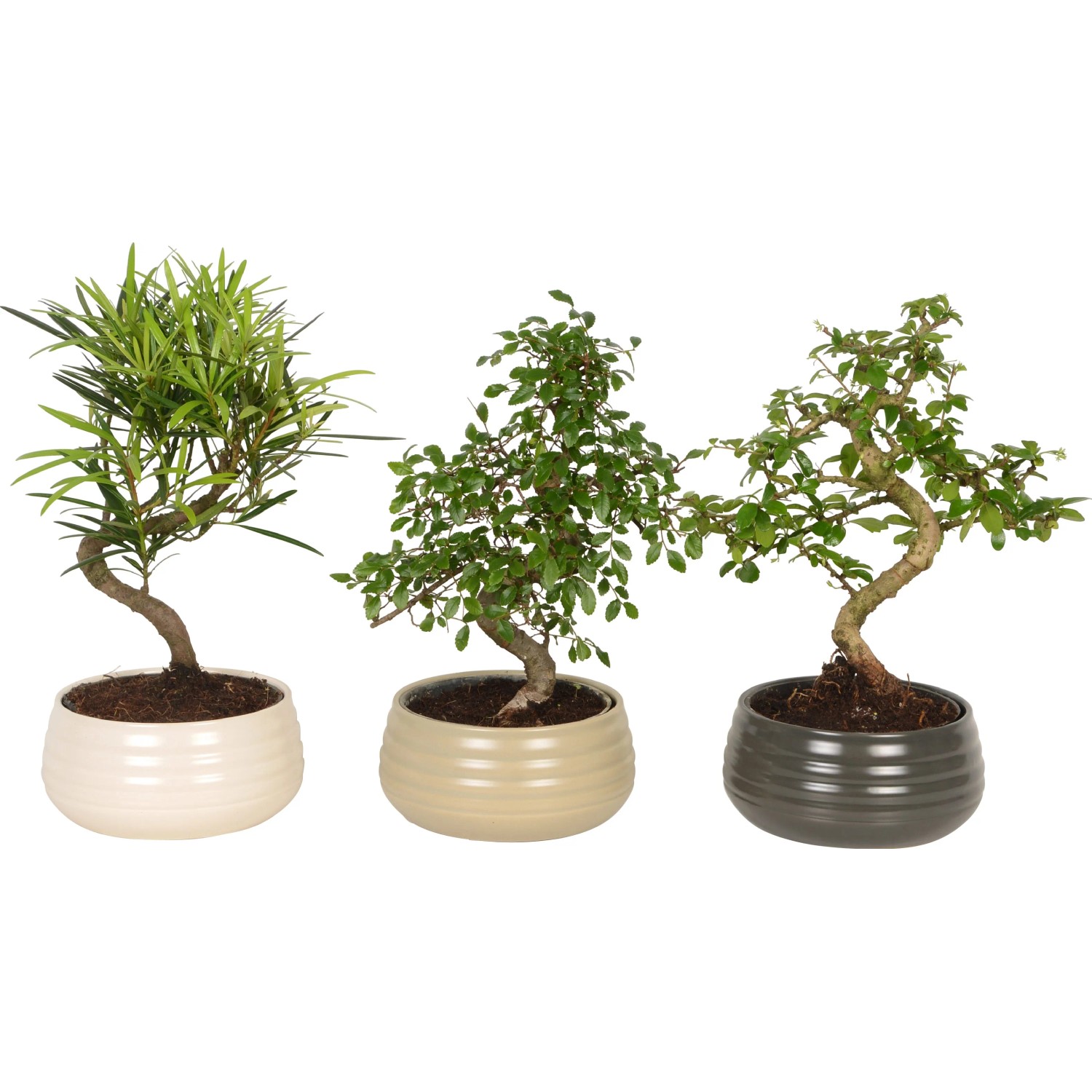 Bonsai-Mix S-Form Spirale verschiedene SortenTopf  19 cm / 1 Stk.