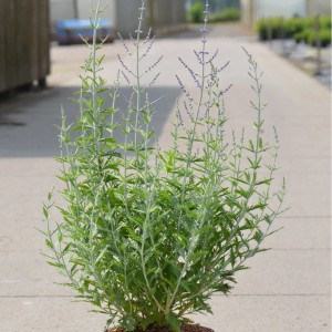 Perovskia 'Little Spire' in vaso, altezza circa 30-40 cm, fiori lavanda.