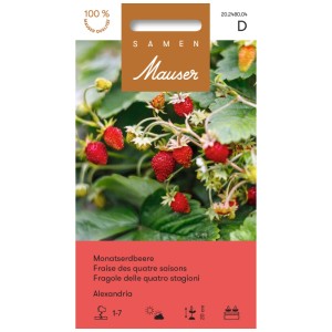 Sementi Mauser Fragola di Alexandria: confezione di semi con fragole rosse mature sulla pianta.
