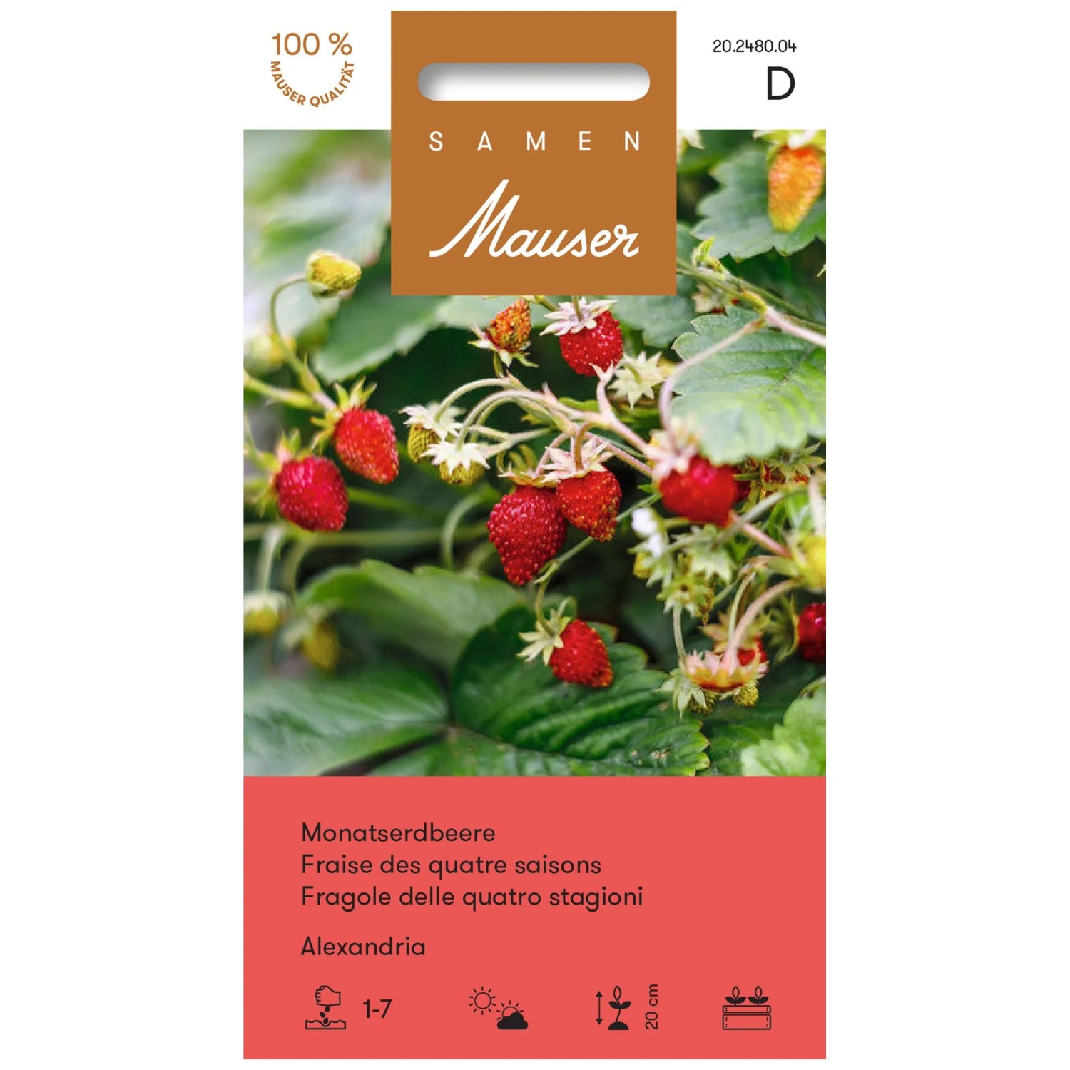 Samen Mauser Monatserdbeere Fragaria vesca Alexandria loses Saatgut