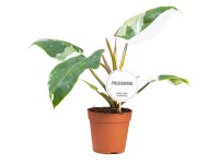 Baumfreund Philodendron White Princess Topf Ø 12 cm