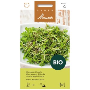 Samen Mauser Microgreen Cicoria Italico Bio, giovani piante di cicoria in un contenitore di coltivazione.