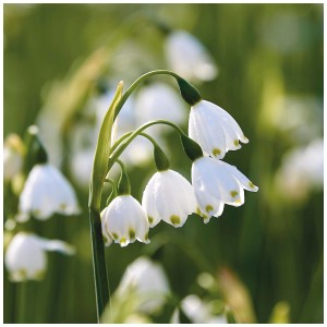 Primo piano dei fiori bianchi di campanellina estiva Leucojum Aestivum, un elegante bulbo da fiore.
