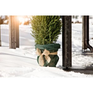 Pianta avvolta con striscia di iuta Windhager (10 cm) e fiocco nella neve.