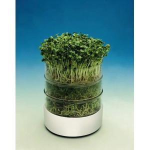 Germoir Mauser Bioset avec des germes dans des bols en verre pour des jeunes plants frais.