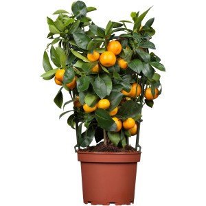 Agrume palissé en pot, env. 13 cm Ø, avec fruits orange mûrs et feuilles vertes.