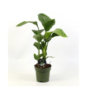 Strelitzia nicolai en pot (Ø 17cm) avec de grandes feuilles vertes.