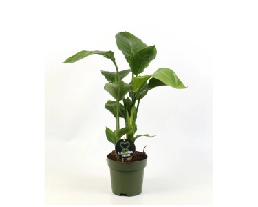 hosta als zimmerpflanze Hosta Paul's Glory Funkia - Hosta hybride pauls glory