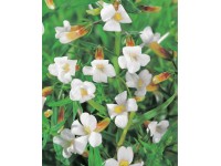 Gnadenkraut Weiss Topf Ø ca. 9 cm