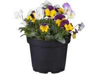 GROW by OBI Hornveilchen Viola cornuta Topf Ø 10,5 cm