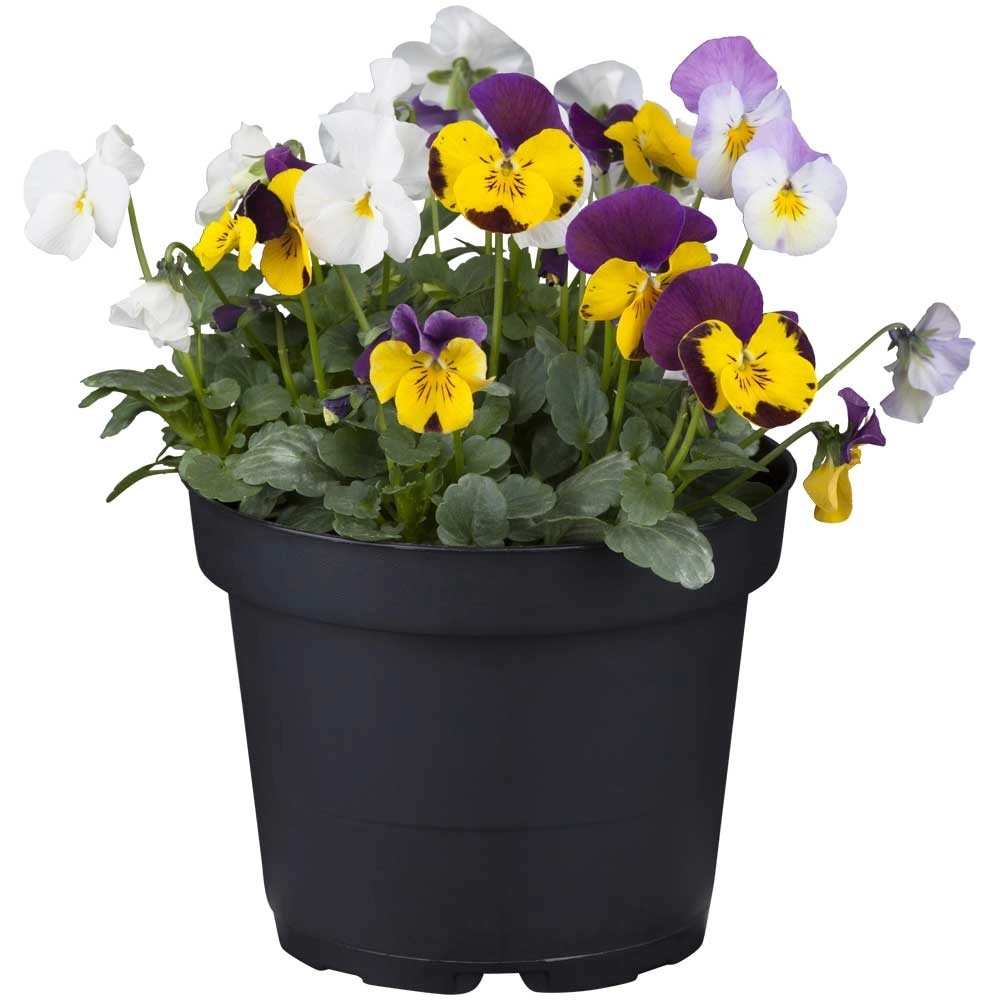 GROW by OBI Hornveilchen Viola cornuta Topf Ø 10,5 cm kaufen bei OBI