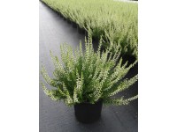 Sommerheide Garden Girls Violett-Rosa-Weiss Topf 2,5 l