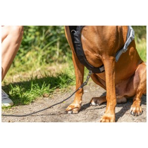 Pettorina per cani Trixie Premium Active nera (49-69 cm) su cane, outdoor.