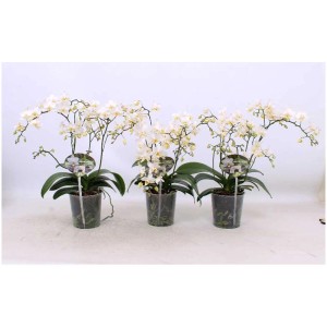 Trois orchidées papillon Phalaenopsis Wild Flower en pot de 12 cm. Plantes d'intérieur à fleurs blanches.
