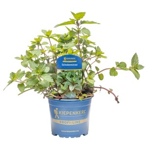 Kiepenkerl Menthe chocolat en pot (Ø 12cm). Herbe aromatique de cuisine avec des feuilles vert-brun.