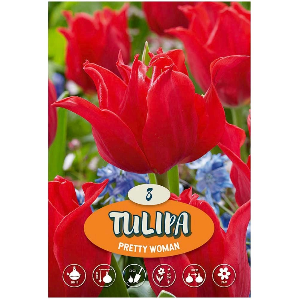 Blumenzwiebeln Tulpe Pretty Woman Tulipa 8 Stk.