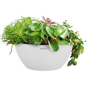 Pot de fleurs Lechuza Cubeto Stone 30, blanc quartz, planté de diverses plantes vertes.