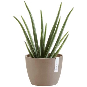 Ecopots Stockholm pot de fleurs, French Taupe, Ø 16 cm, avec plante Aloe Vera.
