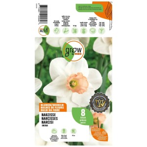 Bulbi di narciso Iwona GROW by OBI, 8 pz. Fiore bianco con tromba color salmone per la primavera.
