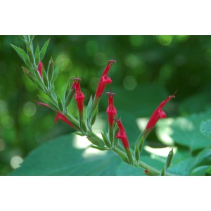 Gros plan sur la sauge ananas (Salvia) avec des fleurs rouges, pot Ø env. 12 cm, herbes de cuisine.